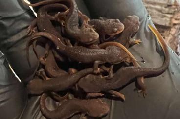 Newts kaufen und verkaufen Photo: Taricha granulosa Nachzucht 2025 Newts kaufen und verkaufen Photo: Taricha granulosa Nachzucht 2025