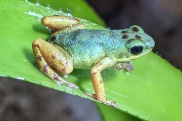 frogs kaufen und verkaufen Photo: Oophaga pumilio "Colon" 0,1,1