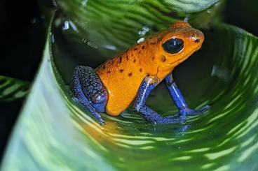 Poison dart frogs kaufen und verkaufen Photo: 1,1 Oophaga pumilio bluejeans, Nicaragua Poison dart frogs kaufen und verkaufen Photo: 1,1 Oophaga pumilio bluejeans, Nicaragua