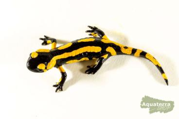 newts and salamanders kaufen und verkaufen Photo: Offer/ Terraristik Hamm September 2023