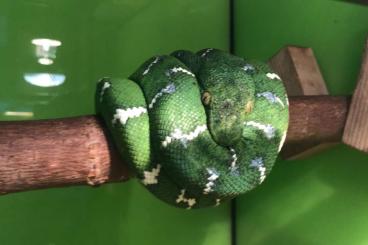 Echsen  kaufen und verkaufen Foto: ...Geckos - Warane - Schlangen ... Terraristika HAMM 09.09.2023 