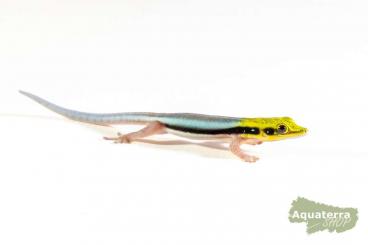 Geckos kaufen und verkaufen Photo: New phelsuma in stock - check our website