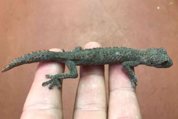 Geckos kaufen und verkaufen Foto: Tausch Strophurus wellingtonae 0.1 gegen 1.0