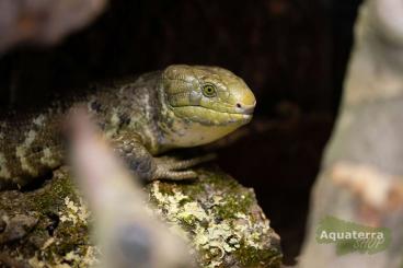 Echsen  kaufen und verkaufen Foto: Hamm 10.09.22 / Corucia zebrata / Xenogama taylori / Nephrurus levis