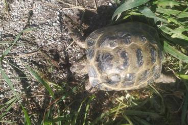 Landschildkröten kaufen und verkaufen Foto: Testudo Hosrfieldii (Breeding group)