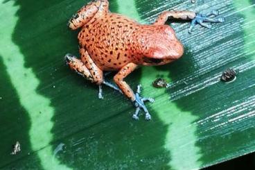 Poison dart frogs kaufen und verkaufen Photo: Oophaga Pumilio "Cristobal" abzugeben 
