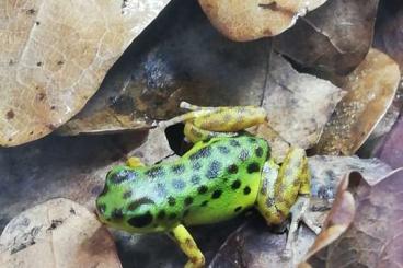 Poison dart frogs kaufen und verkaufen Photo: Oophaga Pumilio "Colon" abzugeben 