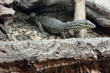 Lizards kaufen und verkaufen Photo:  Varanus Panoptes Horni           