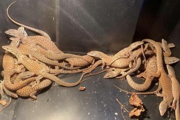 Lizards kaufen und verkaufen Photo: Varanus Acanthurus for Hamm