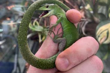 Lizards kaufen und verkaufen Photo: Gastropholis prasina for Houten