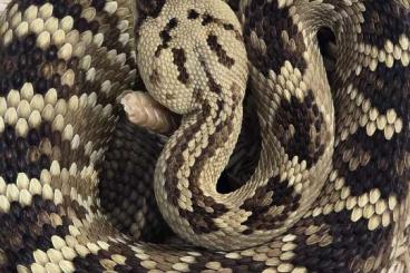Venomous snakes kaufen und verkaufen Photo: Crotalus molossus molossus Schwarzschwanz klapperschlange 