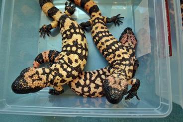 other lizards kaufen und verkaufen Photo: 1.2 Heloderma suspectum cinctum