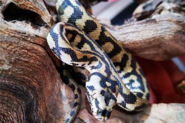 Schlangen kaufen und verkaufen Foto: Morelia spilota Nachzuchten zu Verkaufen.