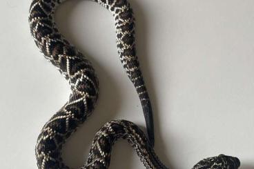Giftschlangen kaufen und verkaufen Foto: Crotalus pifanorum / Agkistrodon taylori 