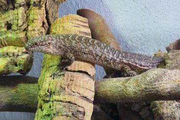 Lizards kaufen und verkaufen Photo: 0.1 egernia stokesii.     