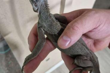 Lizards kaufen und verkaufen Photo: 1.1 Iguana delicatissima NZ 2023 Lizards kaufen und verkaufen Photo: 1.1 Iguana delicatissima NZ 2023