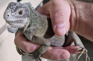 Lizards kaufen und verkaufen Photo: 1.1 Iguana delicatissima NZ 2023 Lizards kaufen und verkaufen Photo: 1.1 Iguana delicatissima NZ 2023