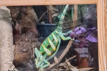 Chamaeleons kaufen und verkaufen Photo: 4.4 Chamaeleo calyptratus Jemenchamäleon Enz2025