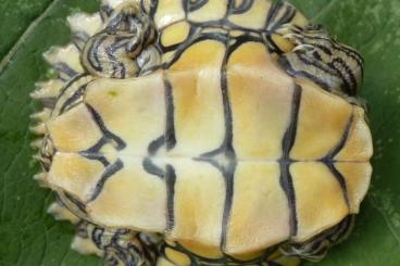 Schildkröten  kaufen und verkaufen Foto: Gelbtupfenhöckerschildkröte - Graptemys flavimaculata - NZ 2022