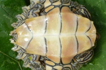 Turtles and Tortoises kaufen und verkaufen Photo: Schwarzknopfhöckerschildkröten - Graptemys nigrinoda - NZ 2022