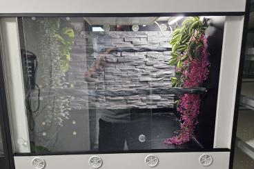 Enclosures kaufen und verkaufen Photo: Kunststoff Terrarium mit vollaustattung abzugeben 