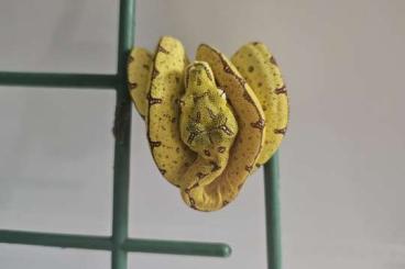 Pythons kaufen und verkaufen Foto: Baumpython sorong  eigene nz