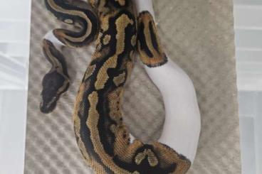 Königspythons kaufen und verkaufen Foto: Königspython für den September in hamm
