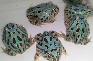 frogs kaufen und verkaufen Photo: Ceratophrys cranwelli Metal Blue