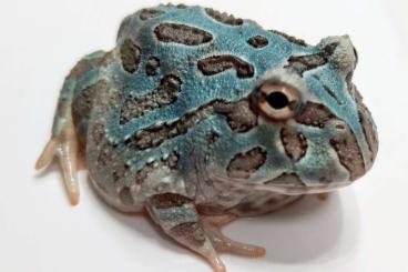 Frösche  kaufen und verkaufen Foto: Frogs for Hamm, Ziva Exotica, Arezzo etc.