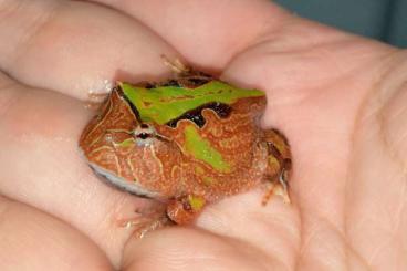 frogs kaufen und verkaufen Photo: Verona, Ziva Exotica, Houten etc. frogs kaufen und verkaufen Photo: Verona, Ziva Exotica, Houten etc.
