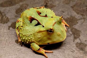 frogs kaufen und verkaufen Photo: Ziva Exotica Prague + Shipping to Vienna, Brno, Bratislava frogs kaufen und verkaufen Photo: Ziva Exotica Prague + Shipping to Vienna, Brno, Bratislava