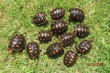 Landschildkröten kaufen und verkaufen Foto: Verkaufe Chelonoidis carbonarius