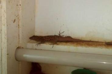 Echsen  kaufen und verkaufen Foto: Selling  Anolis sabanus male