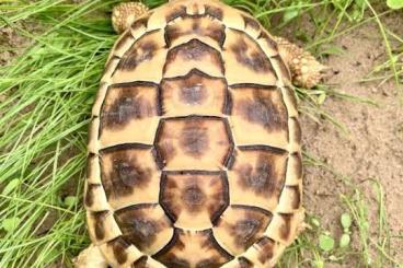 Turtles and Tortoises kaufen und verkaufen Photo: cedo hermanni hermanni isabella 