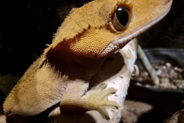 Geckos kaufen und verkaufen Foto: Correlophus ciliatus 1.0 - Kronengecko Männchen