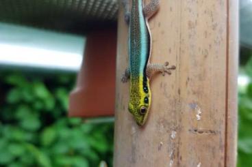 Geckos kaufen und verkaufen Foto: Phelsuma Klemmeri - Blauer Bambus Taggecko