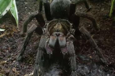 - bird spiders kaufen und verkaufen Photo: Pamphobeteus insignis Colombia NZ