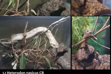Snakes kaufen und verkaufen Photo: EXCLUSIVE OFFER ONLY FOR VERONA REPTILES NEXT WEEK !!! 