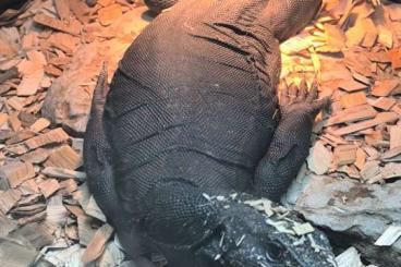 Monitor lizards kaufen und verkaufen Photo: 1,1 Varanus Koimani (black dragons) Monitor lizards kaufen und verkaufen Photo: 1,1 Varanus Koimani (black dragons)