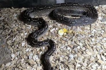 Schlangen kaufen und verkaufen Foto: 0,1 boa constrictor Occidentalis CB17 Schlangen kaufen und verkaufen Foto: 0,1 boa constrictor Occidentalis CB17