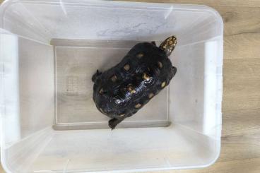 Tortoises kaufen und verkaufen Photo: 2,1 redfoot tortoises / Chelonoidis carbonarius Tortoises kaufen und verkaufen Photo: 2,1 redfoot tortoises / Chelonoidis carbonarius