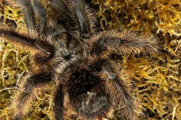 - bird spiders kaufen und verkaufen Photo: Grammostola grossa Männchen zu Vergeben - bird spiders kaufen und verkaufen Photo: Grammostola grossa Männchen zu Vergeben