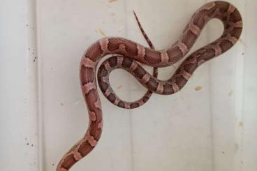 Schlangen kaufen und verkaufen Foto: Several crnsnakes for sale with csreptiles Venlo