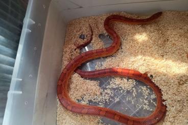 Schlangen kaufen und verkaufen Foto: for sale several cornsnakes Schlangen kaufen und verkaufen Foto: for sale several cornsnakes