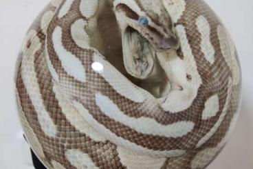 Schlangen kaufen und verkaufen Foto: Suche tote Tiere zu Präparationszwecken looking for dead animals