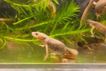 newts and salamanders kaufen und verkaufen Photo: Newts available for Jun Houten newts and salamanders kaufen und verkaufen Photo: Newts available for Jun Houten