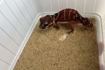 Geckos kaufen und verkaufen Foto: Nephrurus levis levis (lava red female)