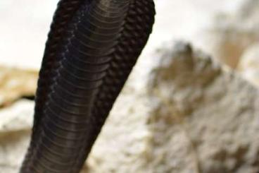 Giftschlangen kaufen und verkaufen Foto: Venomous Snakes Avaliable (Offer or Trade)