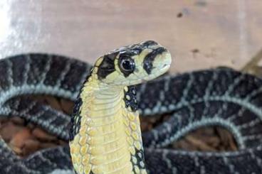 Giftschlangen kaufen und verkaufen Foto: Pre-order 2022 Venomous Snakes ready for Snake Day