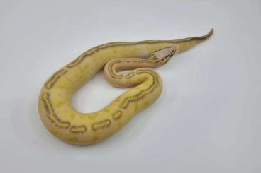 Schlangen kaufen und verkaufen Foto: Biete python regius morphe - Hamm